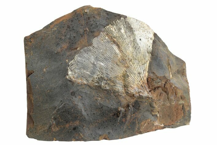 Fossil Ginkgo Leaf From North Dakota - Paleocene #236637